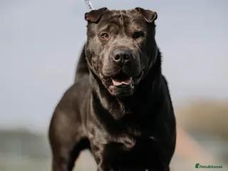 Shar Pei dogs Shar pei x Staffordshire bull terrier for stud - Advert 2