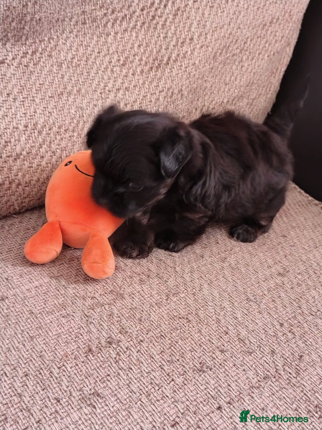 Mixed Breed dogs for sale: Beautiful male mixed breed puppy - Advert 5