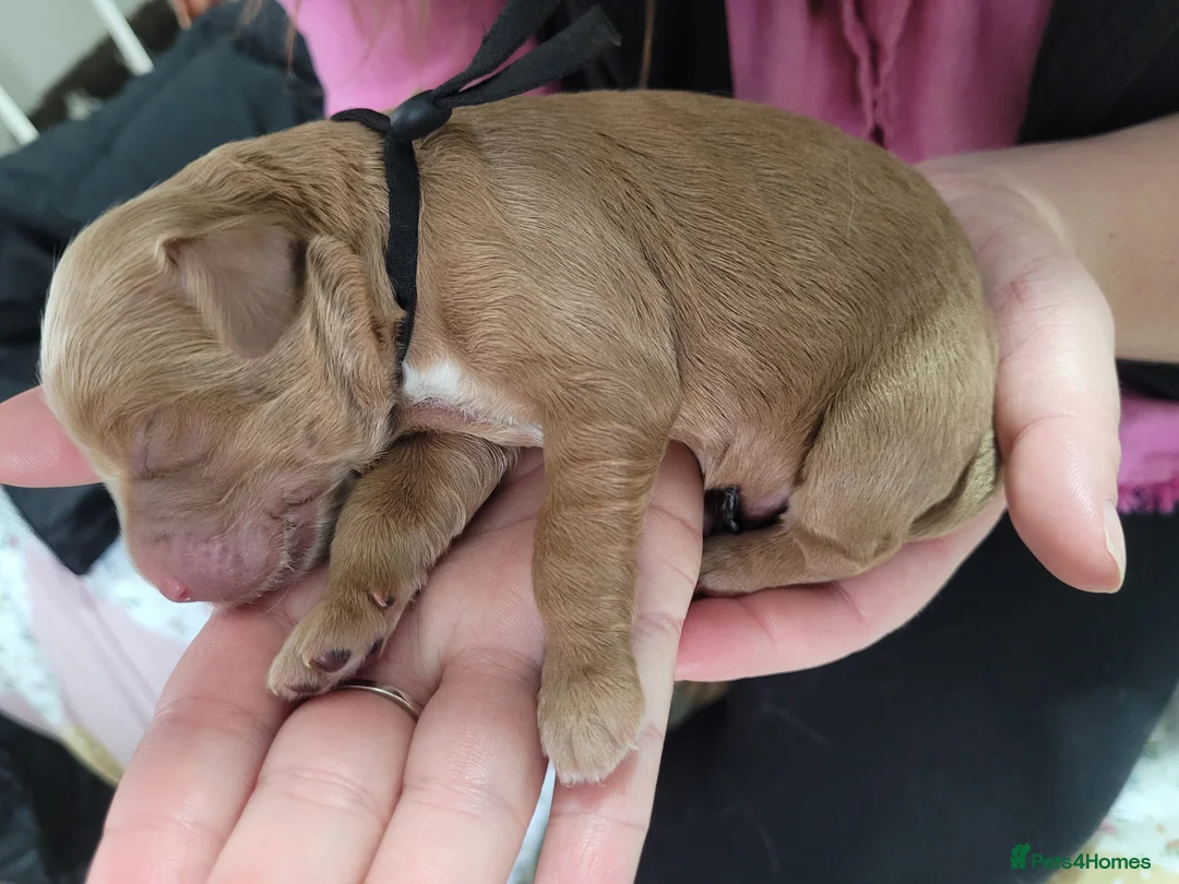 Goldendoodle dogs for sale: Gorgeous Goldendoodles  - Advert 14