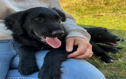 Golden Retriever dogs for sale: Beautiful Golden Retriever x Border Collie Puppies - Image 7