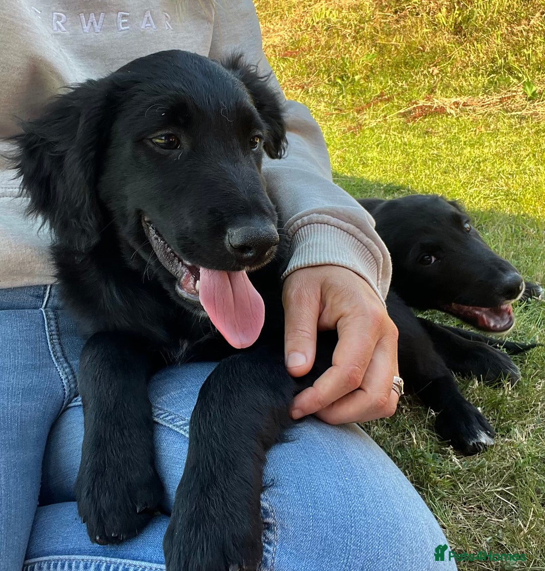 Golden Retriever dogs for sale: Beautiful Golden Retriever x Border Collie Puppies - Image 7