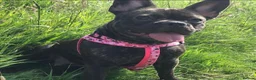 French Bulldog dogs for sale: Beautiful Litter of French Bulldogs  - Advert 23