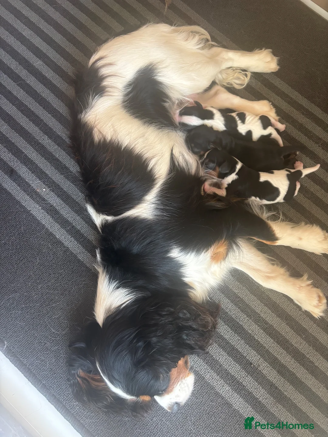 Cavalier King Charles Spaniel dogs for sale: Full bred choc carriers CKCS puppy’s  in Redhill - Advert 2