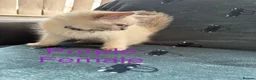Ragdoll cats for sale: 5 Ragdoll Kittens For Sale - Advert 12