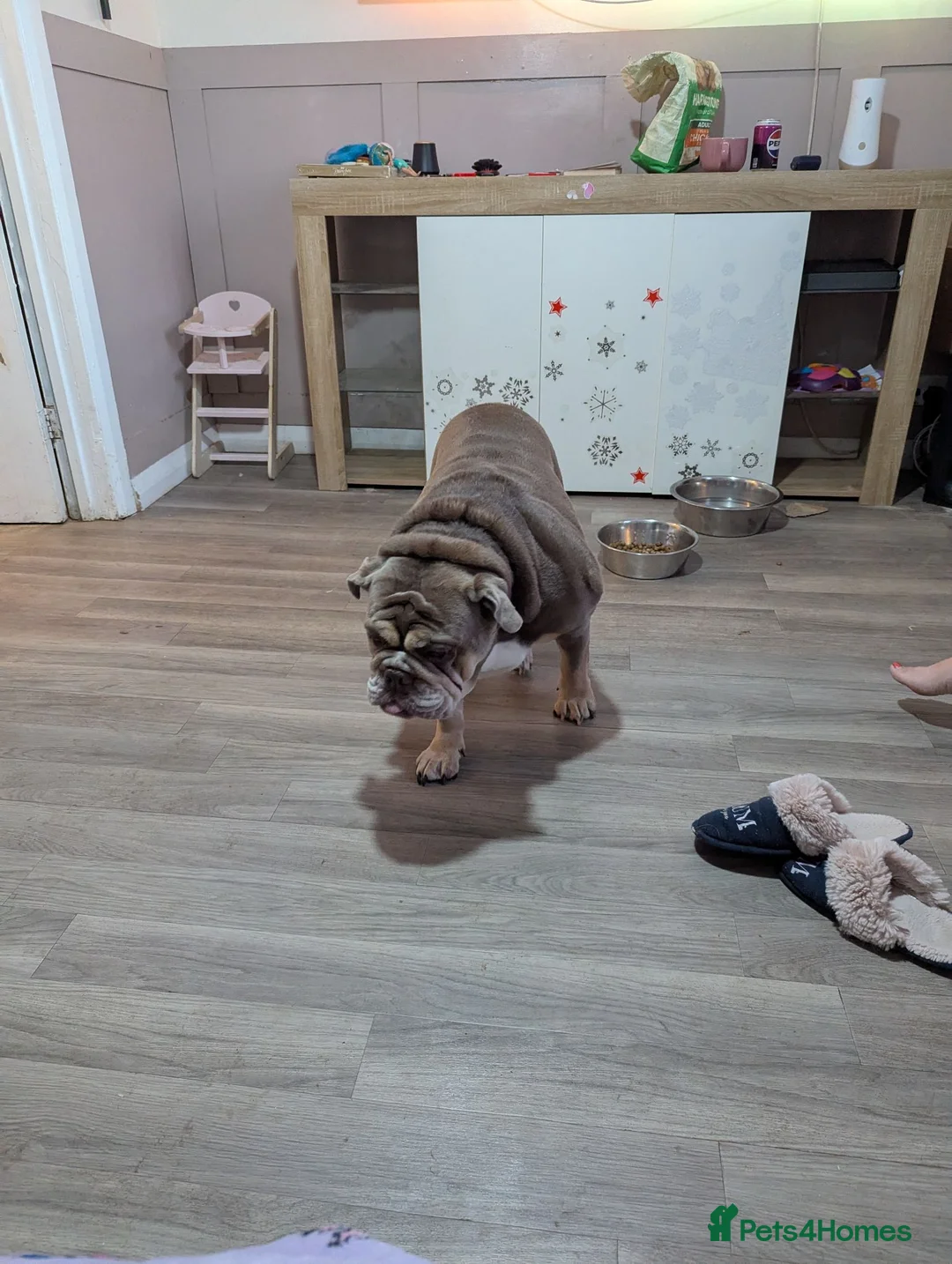 English Bulldog dogs for sale: English bulldog  - Advert 2