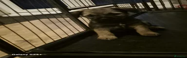 Border Terrier 3