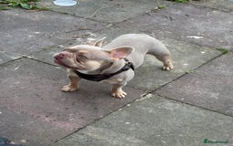 French Bulldog dogs for sale: Isabella Breed - Image 2