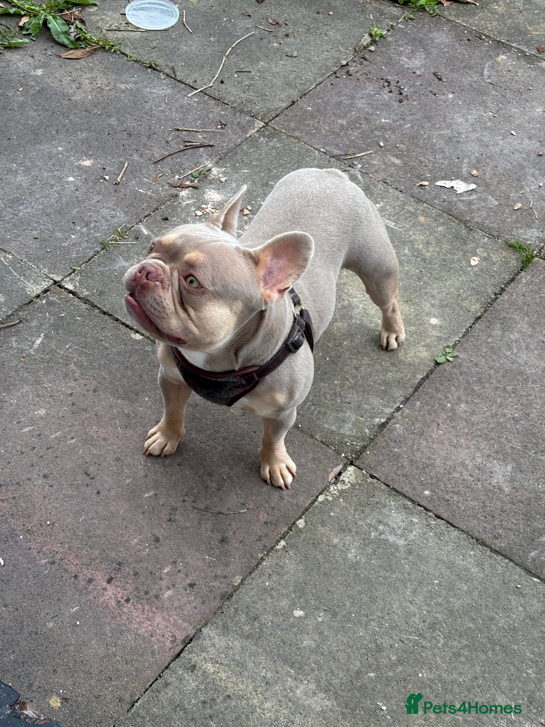 French Bulldog dogs for sale: Isabella Breed - Image 2
