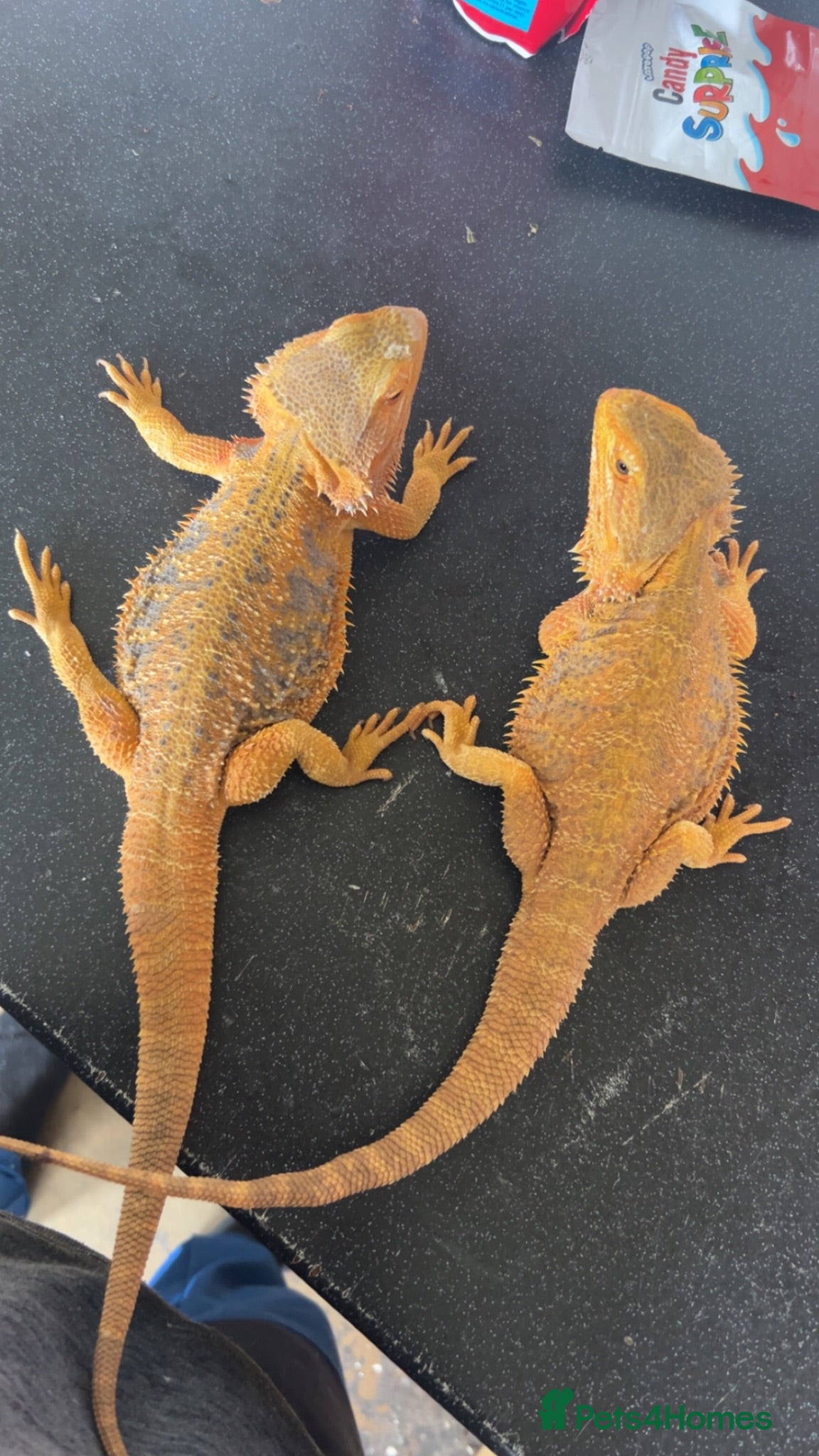 Bearded Dragon reptiles Breeding pair  - Advert 5