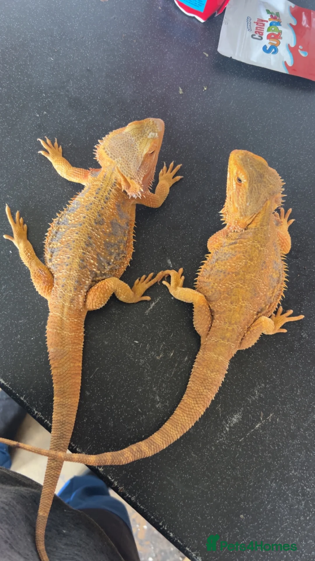 Bearded Dragon reptiles for sale: Breeding pair  - Advert 1