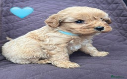 Cavapoo dogs for sale: ✨ Gorgeous F1 Cavapoo Puppies ✨ - Image 8