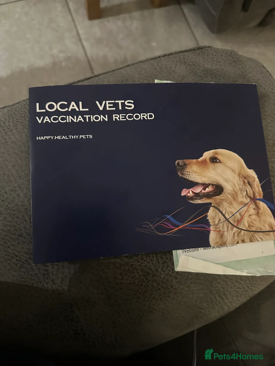 French Bulldog dogs for sale: Belle needs a new home reluctantly 2yrs 8mths old - Advert 2