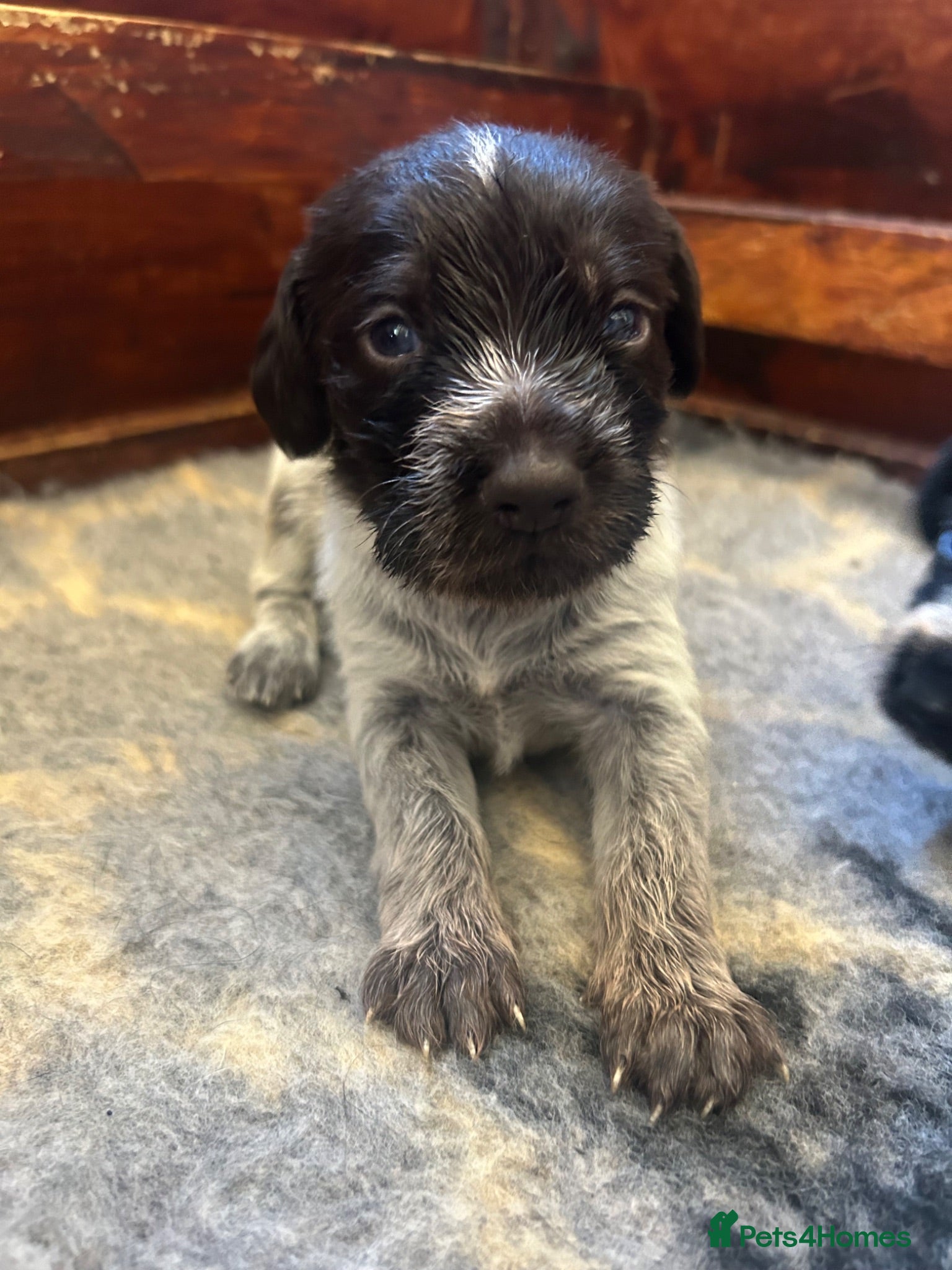 German Wirehaired Pointer dogs German Wirehaired Pointer Puppies For Sale - Advert 1