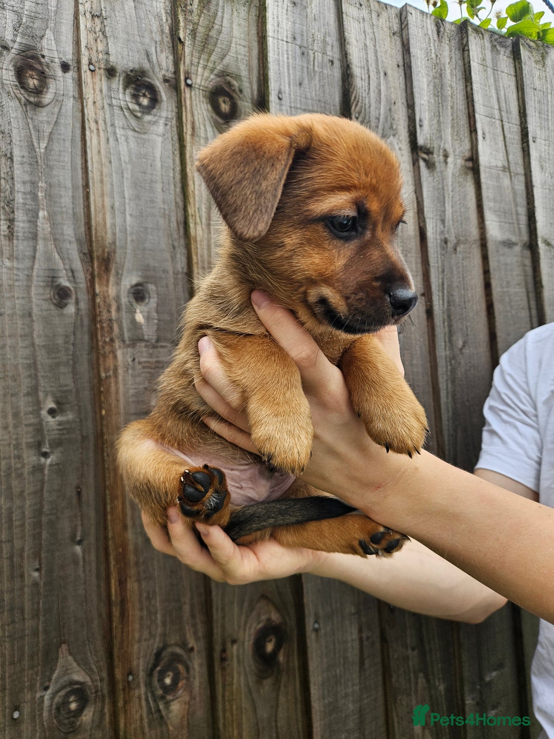 Jack Russell dogs for sale: Jack Russell Terrier  in Epping - Image 12