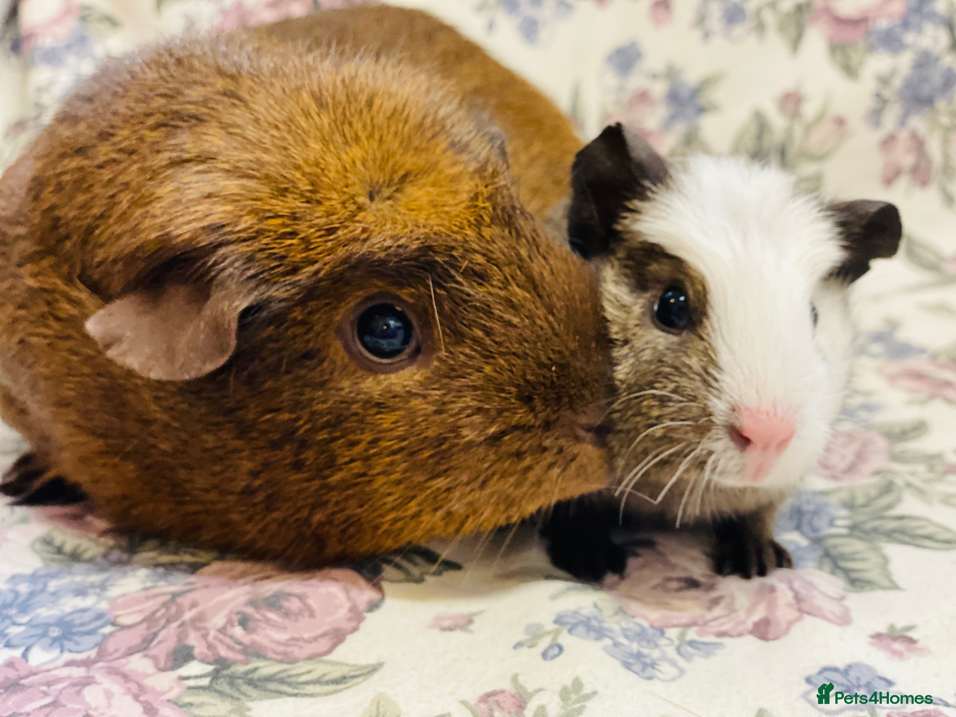 Guinea Pig rodents Pretty mix of male guineapig babies and youngsters - Advert 3