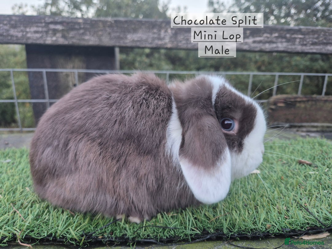 Mini Lop rabbits for sale: Various young mini lop males  - Image 2