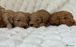 Cockapoo dogs for sale: ⭐️cockerpoo puppies⭐️ - Image 7
