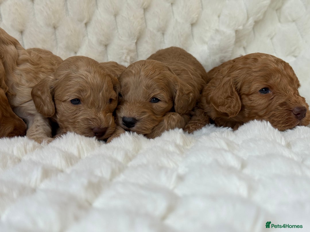 Cockapoo dogs for sale: ⭐️cockerpoo puppies⭐️ - Image 7