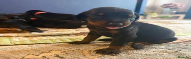 Dobermann 2