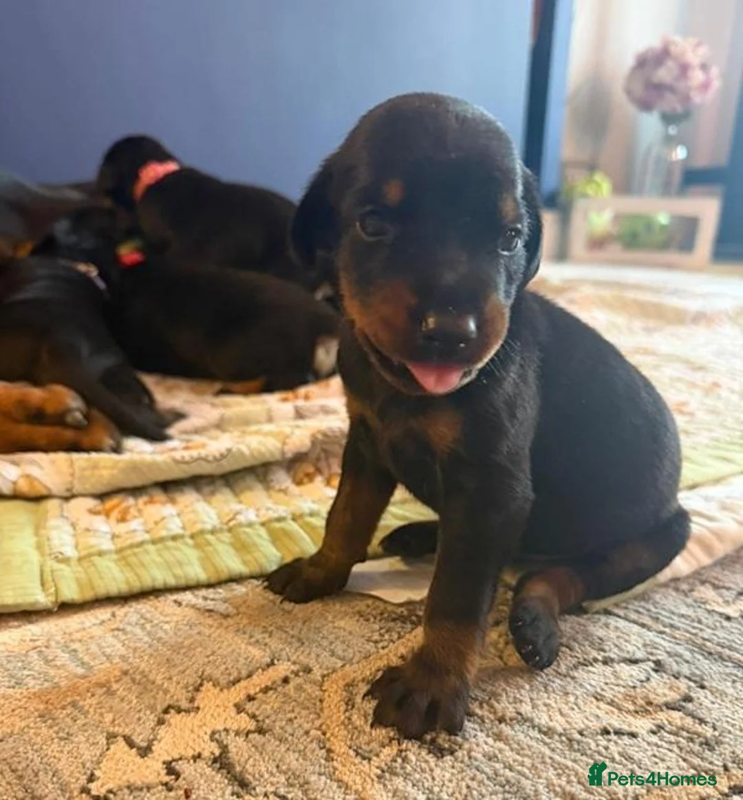 Dobermann dogs for sale: Visionary Pups with Confident Paws – Dobermann  in Brighton - Advert 5