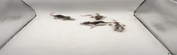 Rat rodents for sale: 🐀November Rats Are Here!🐀 - Advert 2