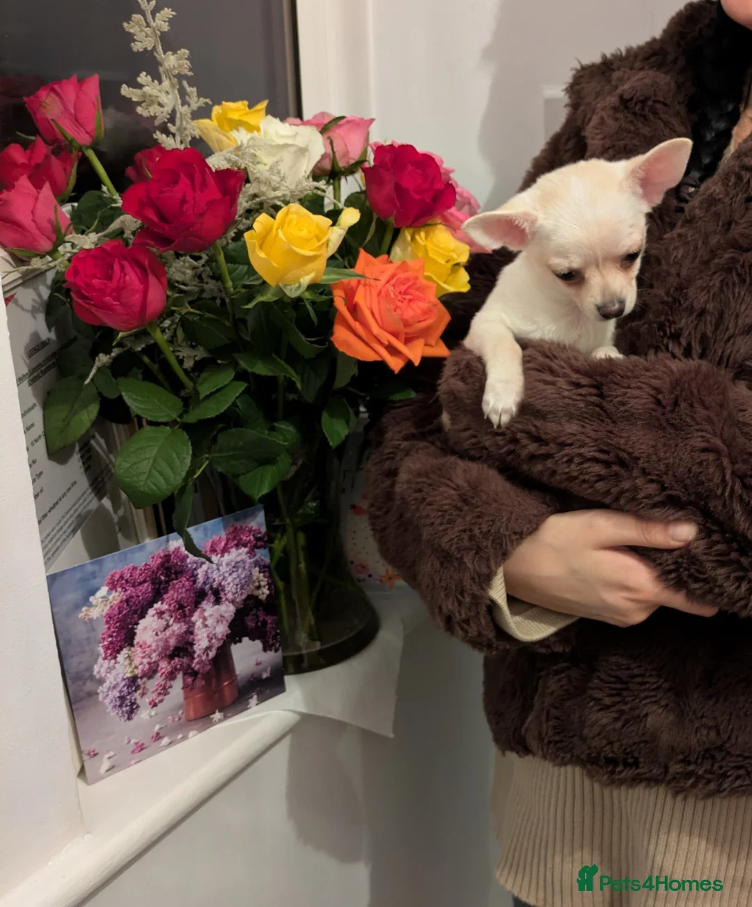 Chihuahua dogs for sale: ONE small toy pedigree Chihuahua - Advert 6