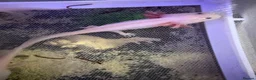 Axolotl reptiles for sale: Pink Axolotls in Rochester - Advert 3