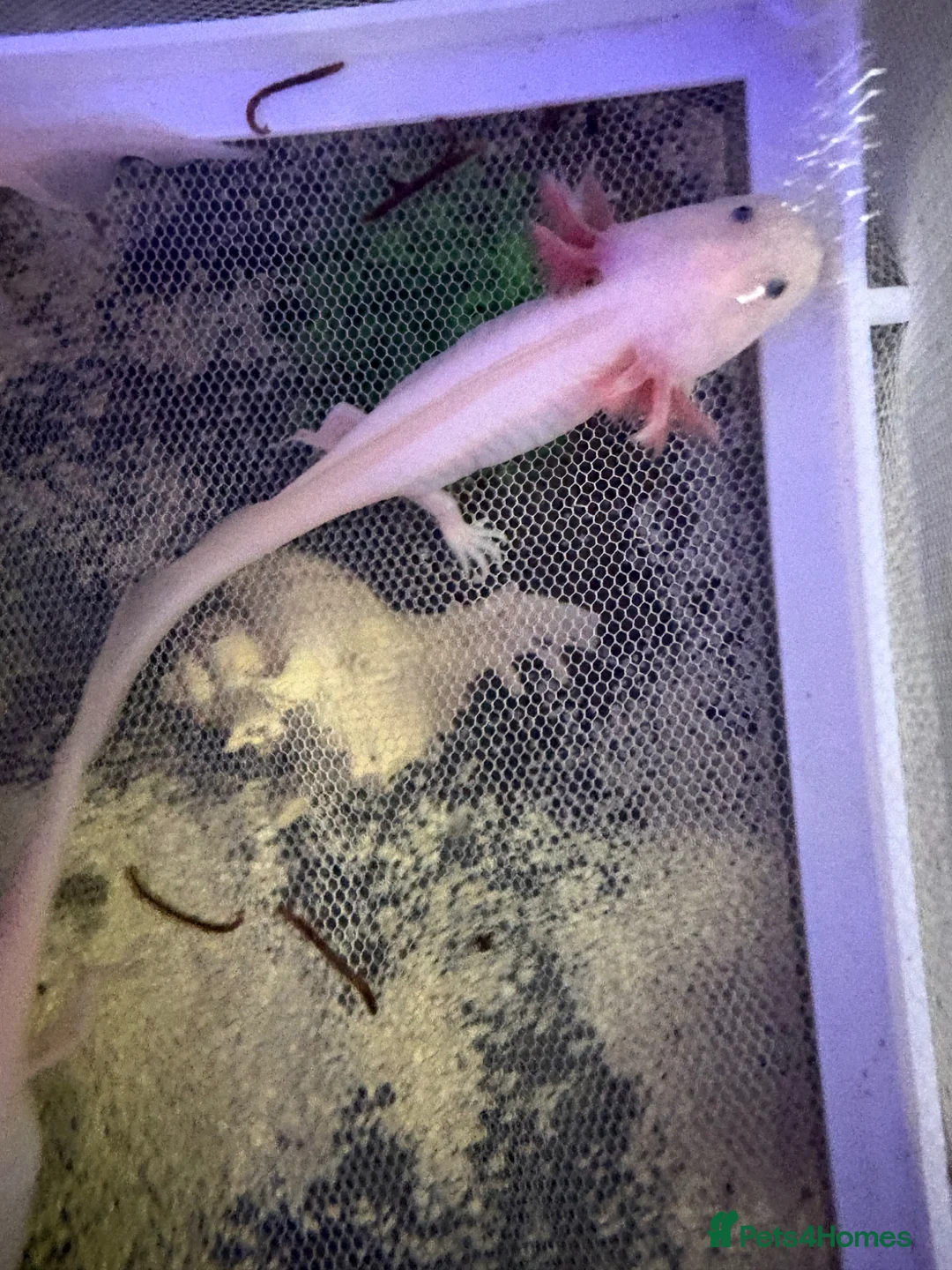 Axolotl reptiles for sale: Pink Axolotls in Rochester - Advert 3