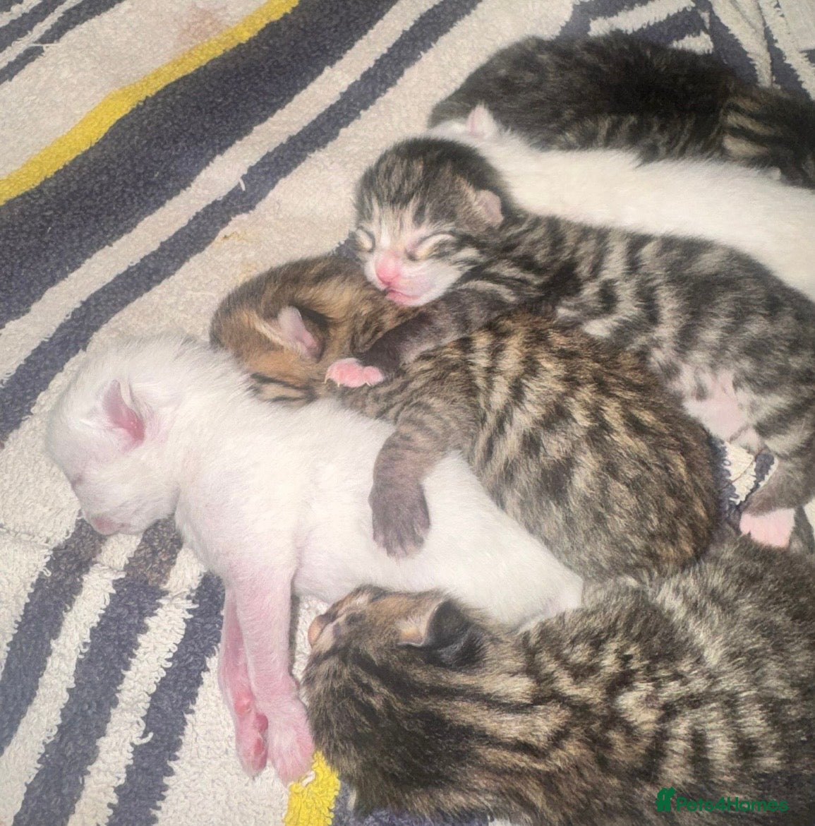 Bengal cats 5 Bengal x 1 snow lynx Bengal 4 brown spotted  - Advert 16