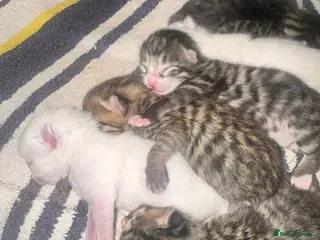 Bengal cats 5 Bengal x 1 snow lynx Bengal 4 brown spotted - Advert 1