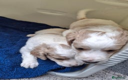 Cockapoo dogs for sale: Mr cassidy - Image 32