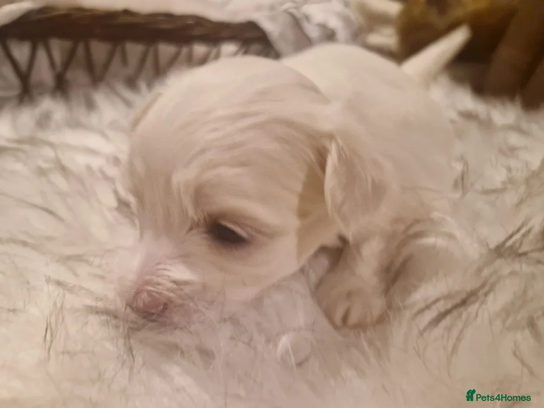 Maltese dogs for sale: Toy baby maltese  - Advert 9