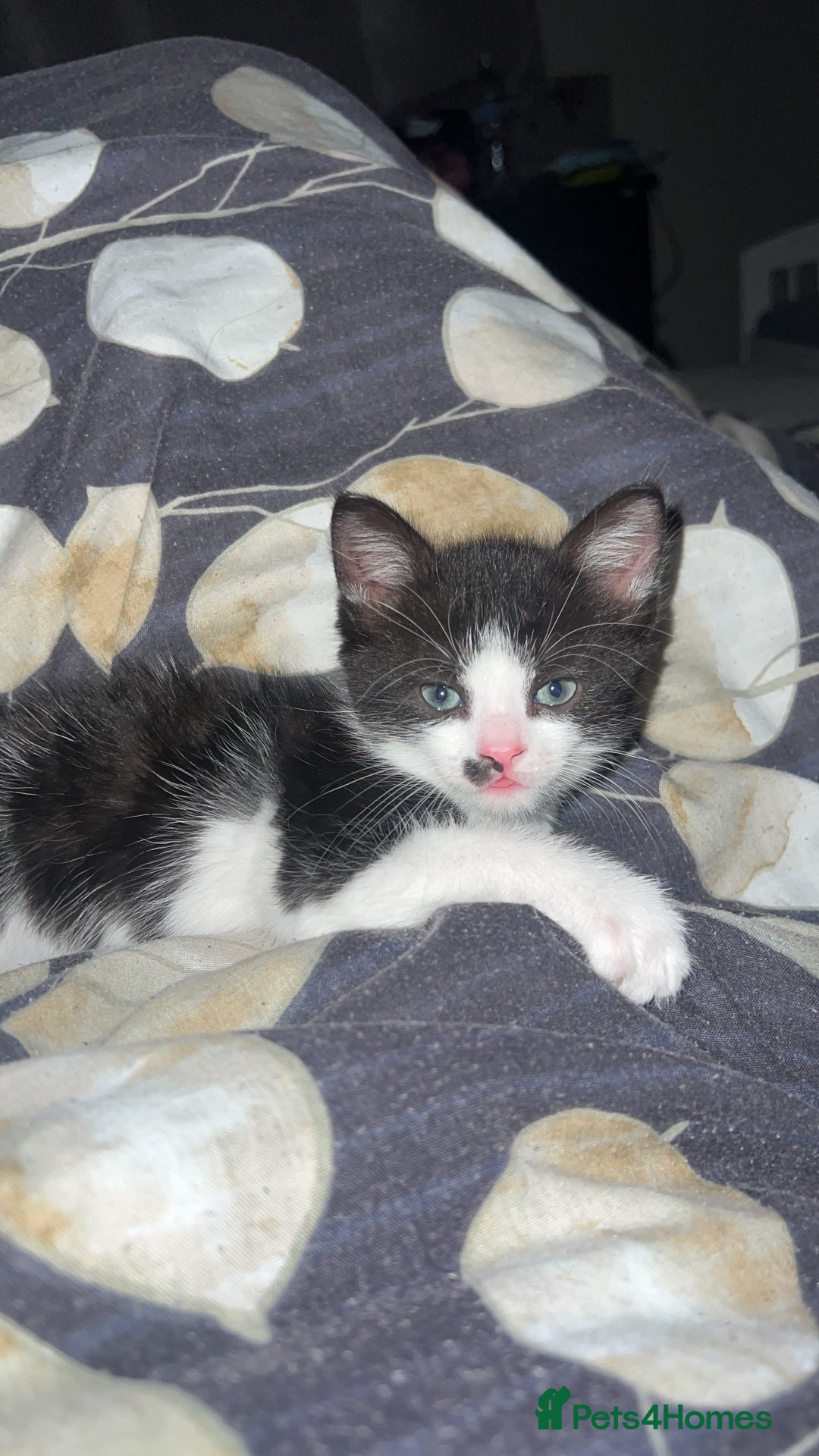 British Shorthair cats for sale: 11 Week Old Male Kitten Black & White Shorthair - Advert 24
