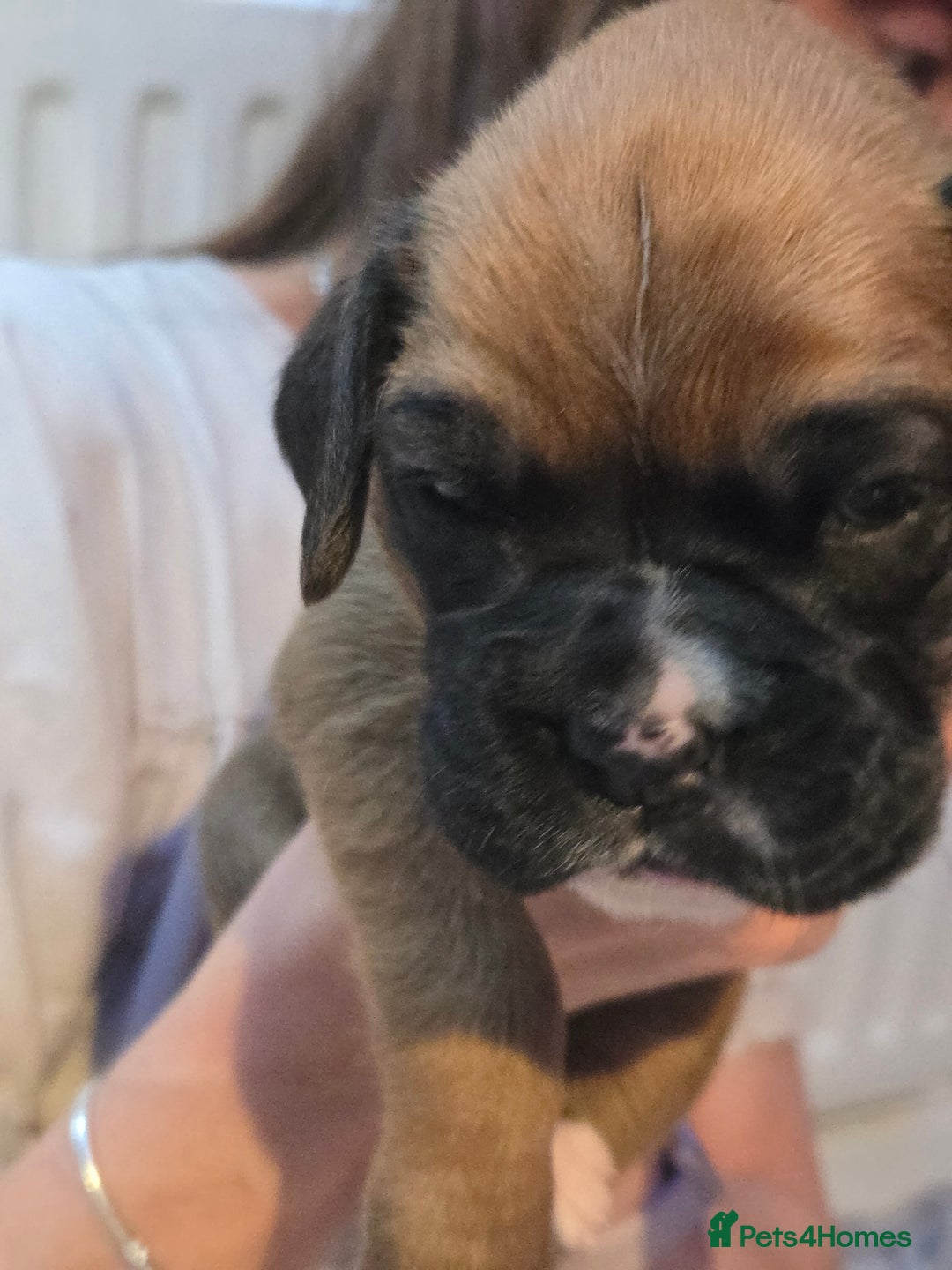 Boxer dogs for sale: Gorgeous Red Boxer puppies for sale. - Image 6