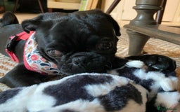 Pug dogs for sale: Black pug for a new home - Image 2