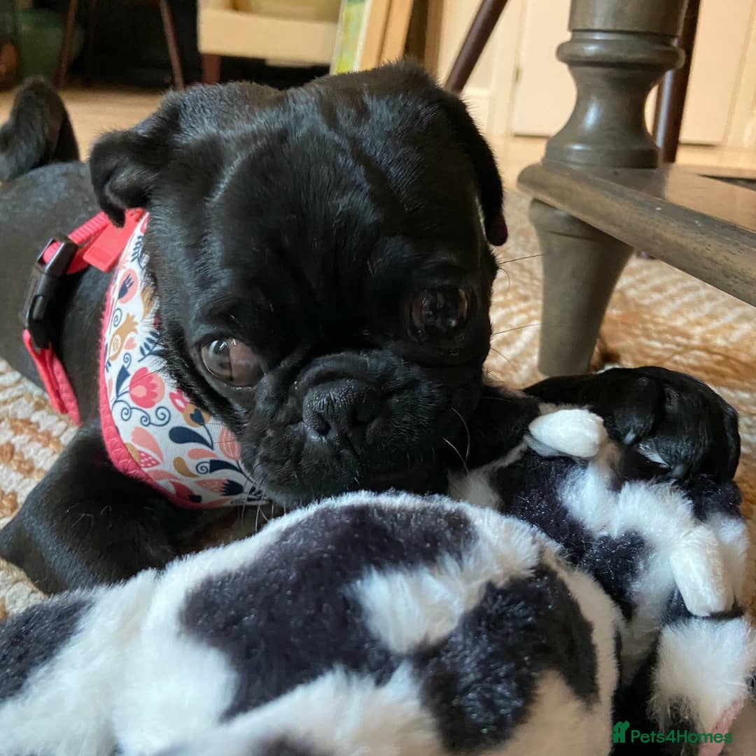 Pug dogs for sale: Black pug for a new home - Image 2