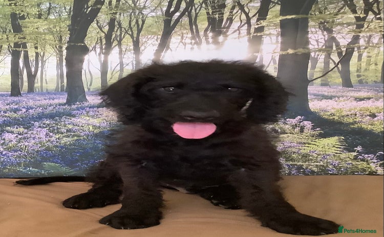 Poodle dogs - Advert 6