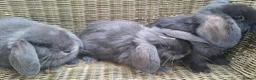 Mini Lop rabbits for sale: Bundle of fluffs ready to be reserved - Advert 13
