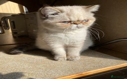 Exotic cats for sale: Outstanding Exotic Persian  - Image 23
