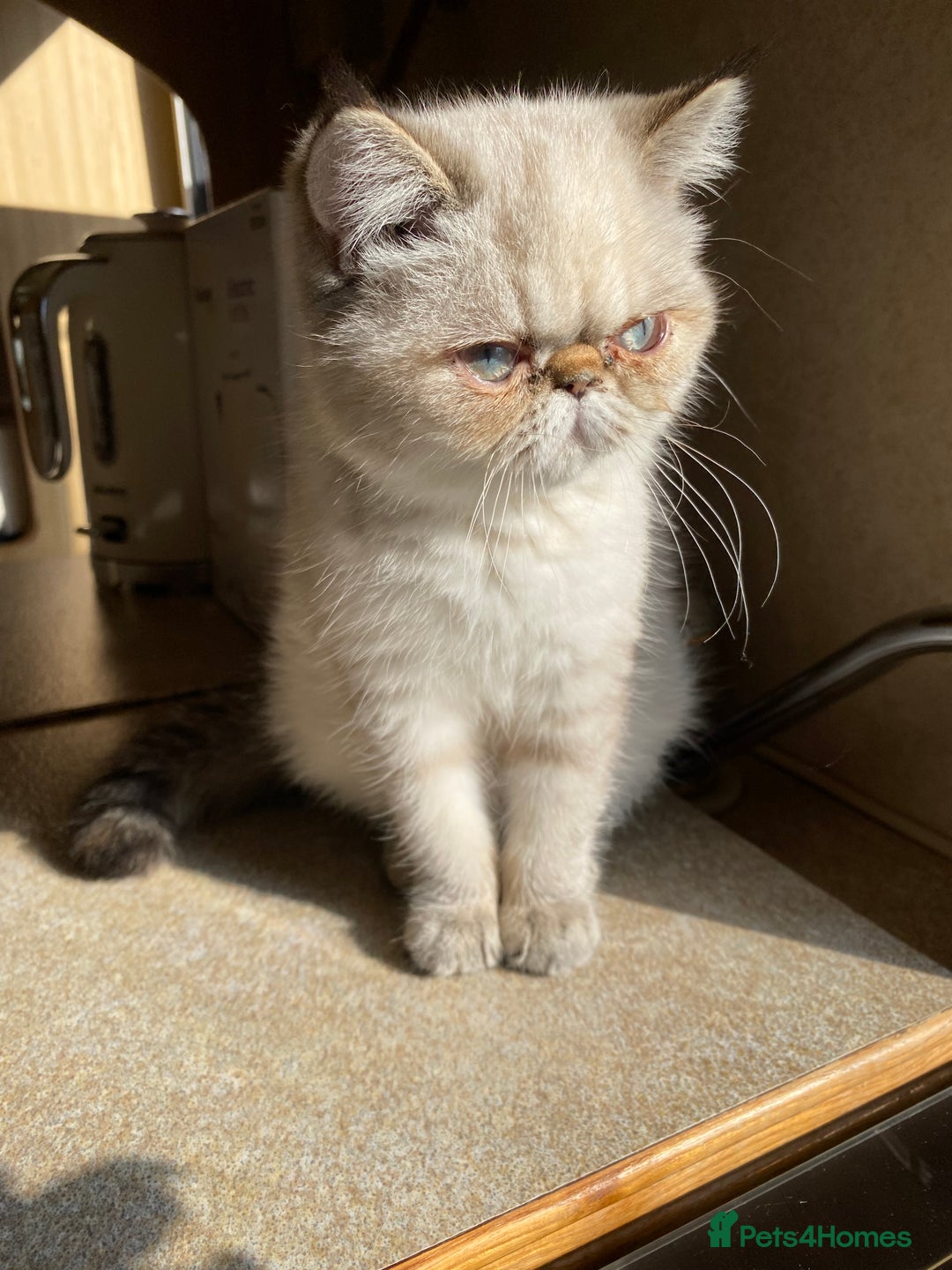 Exotic cats for sale: Outstanding Exotic Persian  - Image 23