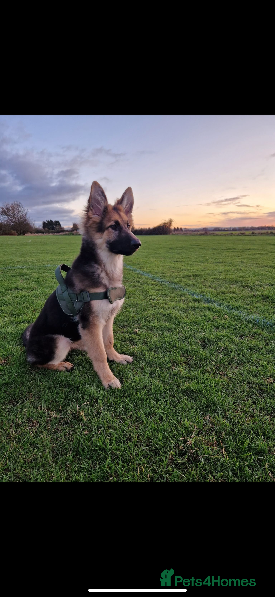 German Shepherd dogs for sale: 5 months old German shepherd  - Advert 2