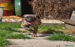 Mixed Breed dogs for sale: Brindle female whippet lurcher  - Image 1