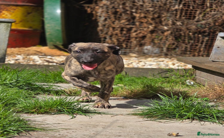 Mixed Breed dogs - Advert 1