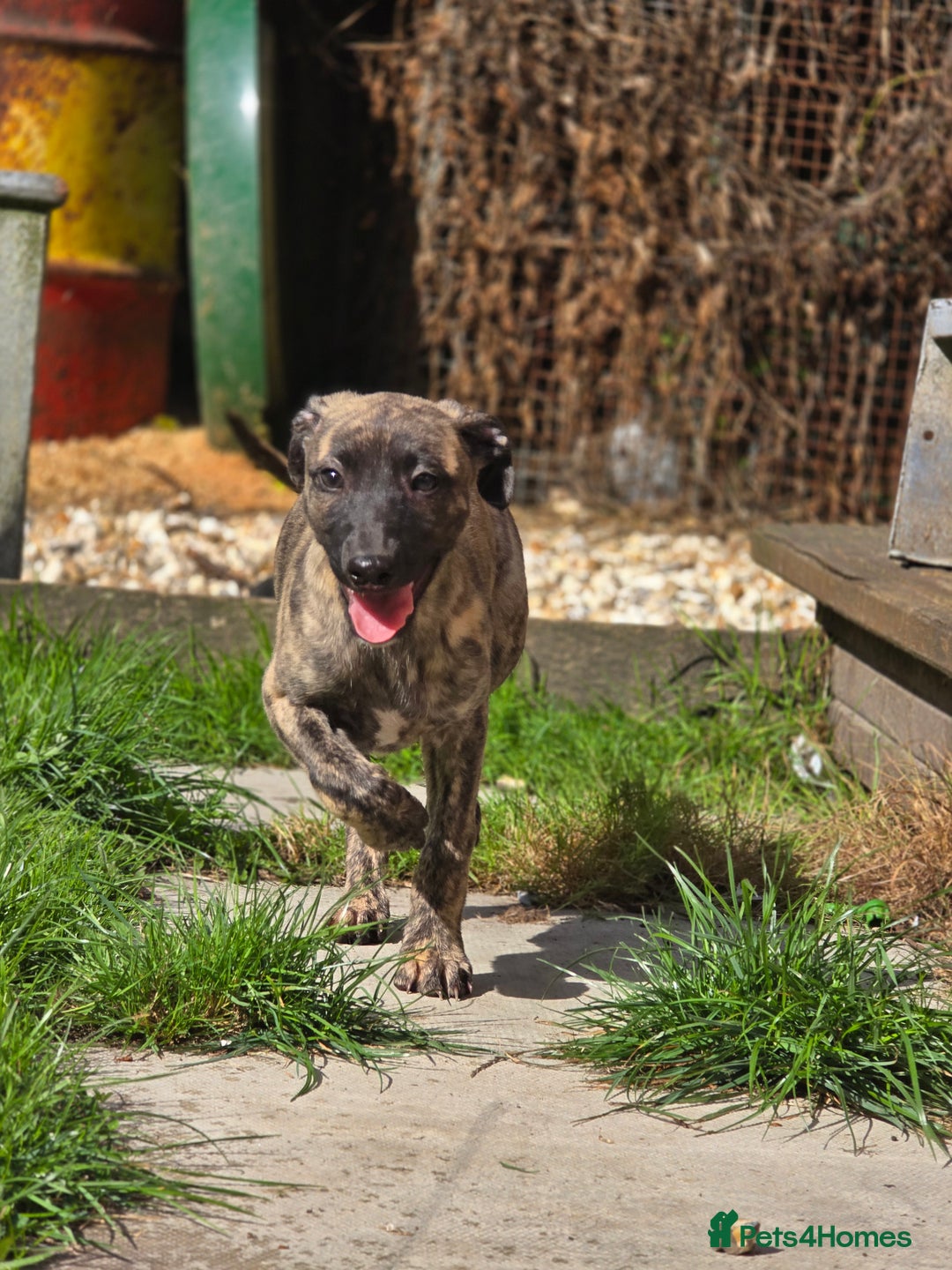 Mixed Breed dogs for sale: Brindle female whippet lurcher  - Image 1