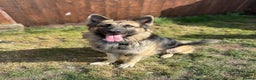 German Shepherd dogs for sale: REHOME - Advert 3