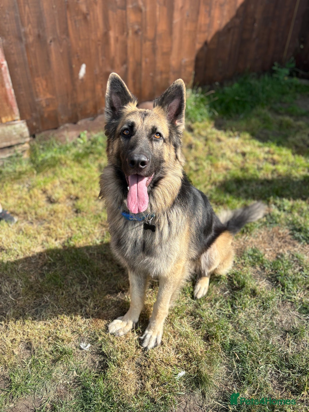 German Shepherd dogs for sale: REHOME - Advert 3