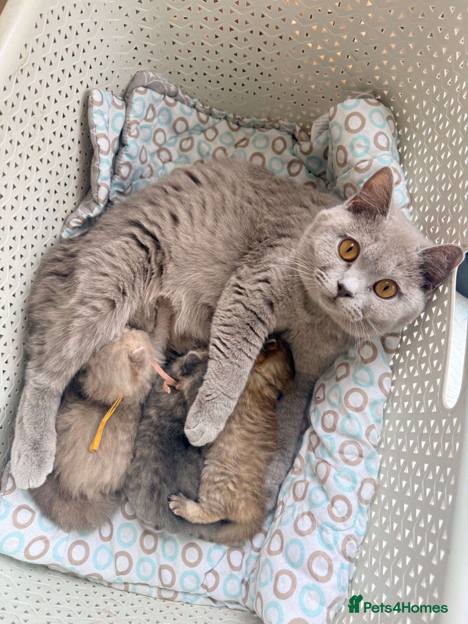 British Shorthair cats for sale: Golden girls TICA reg and health tested  - Advert 2