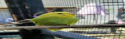 Budgerigars birds for sale: 3x 9 week old budgies ready now - Advert 14