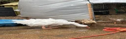 Geese poultry for sale: Sebastopol Goose POL in Henlow - Advert 1