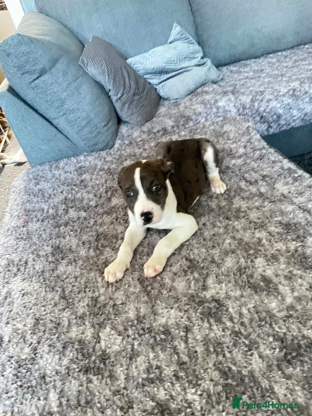 Boxer dogs for sale: Beautiful Boxer Puppy  Ready for His Forever Home - Advert 2